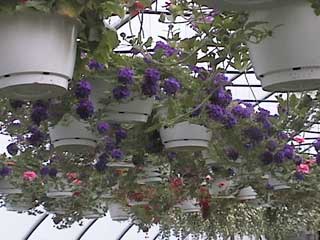 Hanging baskets